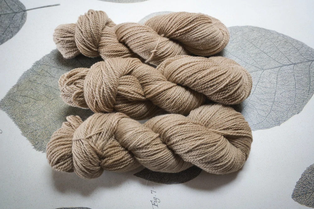 Crafty Camel